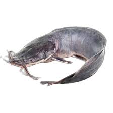 Catfish medium