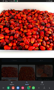 palm fruit (derica)