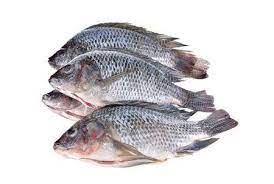 Tilapia