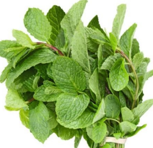 scent leaf