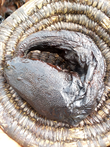 Smoked Catfish