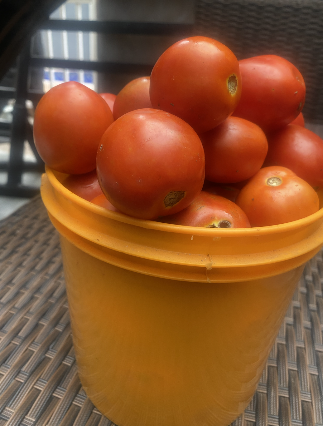 Paint of tomatoes