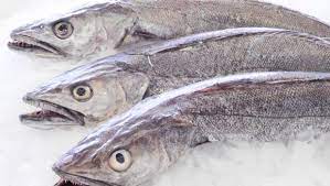 Hake