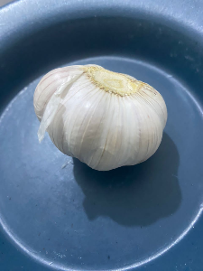 Garlic