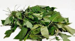 Uziza leaf