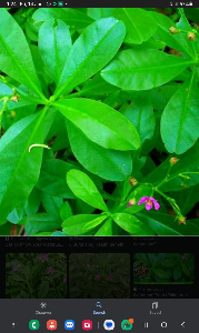 water leaf
