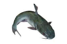 Live catfish (big)