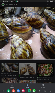 snail small